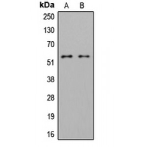 LifeSab™ LYN (pY508) Rabbit pAb (50 µl)