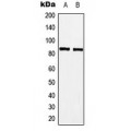 LifeSab™ A-MYB Rabbit pAb (50 µl)