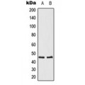 LifeSab™ OPRM1 Rabbit pAb (50 µl)
