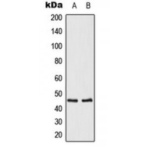 LifeSab™ OPRM1 Rabbit pAb (50 µl)