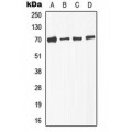 LifeSab™ TGFBR2 (pS225) Rabbit pAb (50 µl)