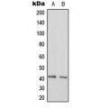 LifeSab™ GAS41 Rabbit pAb (50 µl)