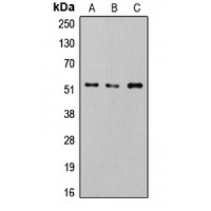 LifeSab™ SMAD2/3 (pT8) Rabbit pAb (50 µl)