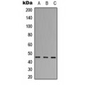 LifeSab™ ABHD3 Rabbit pAb (50 µl)