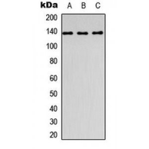 LifeSab™ COL1A1 Rabbit pAb (50 µl)