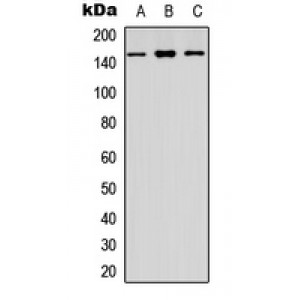 LifeSab™ CYFIP1 Rabbit pAb (50 µl)