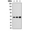 LifeSab™ DnaJC3 Rabbit pAb (50 µl)