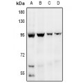 LifeSab™ EDEM1 Rabbit pAb (50 µl)