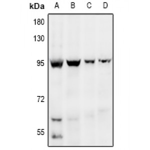 LifeSab™ EDEM1 Rabbit pAb (50 µl)