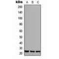 LifeSab™ FGF4 Rabbit pAb (50 µl)