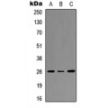 LifeSab™ HOXC8 Rabbit pAb (50 µl)