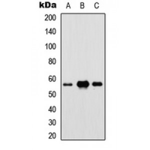 LifeSab™ IRF5 Rabbit pAb (50 µl)