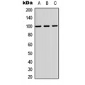 LifeSab™ MAG Rabbit pAb (50 µl)