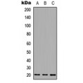 LifeSab™ MID1IP1 Rabbit pAb (50 µl)