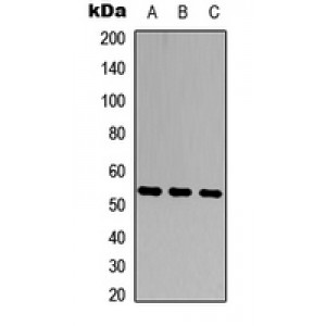 LifeSab™ MMP20 Rabbit pAb (50 µl)