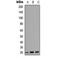 LifeSab™ MRP Rabbit pAb (50 µl)