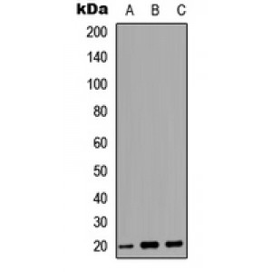 LifeSab™ MRP Rabbit pAb (50 µl)