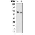 LifeSab™ Neuroligin 3 Rabbit pAb (50 µl)