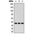 LifeSab™ Nocturnin Rabbit pAb (50 µl)