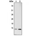 LifeSab™ RPL22 Rabbit pAb (50 µl)