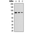 LifeSab™ TBK1 Rabbit pAb (50 µl)