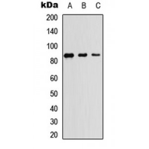 LifeSab™ TBK1 Rabbit pAb (50 µl)