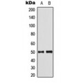 LifeSab™ Septin 8 Rabbit pAb (50 µl)