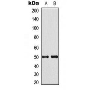 LifeSab™ Septin 8 Rabbit pAb (50 µl)