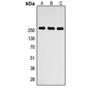 LifeSab™ ABCA4 Rabbit pAb (50 µl)