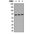 LifeSab™ Amphiphysin 1 Rabbit pAb (50 µl)