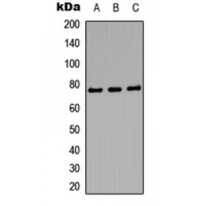 LifeSab™ Amphiphysin 1 Rabbit pAb (50 µl)