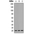 LifeSab™ CD247 Rabbit pAb (50 µl)