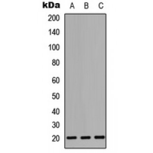 LifeSab™ CD247 Rabbit pAb (50 µl)