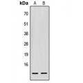 LifeSab™ EIF1 Rabbit pAb (50 µl)