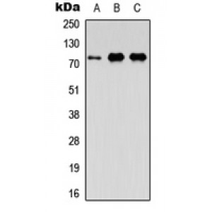 LifeSab™ FAF1 Rabbit pAb (50 µl)
