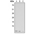LifeSab™ GNG13 Rabbit pAb (50 µl)