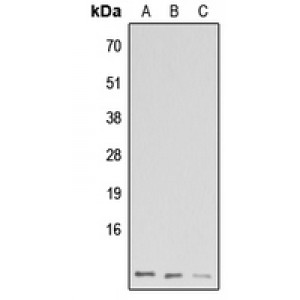 LifeSab™ GNG13 Rabbit pAb (50 µl)