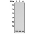 LifeSab™ GNG5 Rabbit pAb (50 µl)