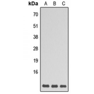 LifeSab™ GNG5 Rabbit pAb (50 µl)