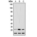 LifeSab™ LIF Rabbit pAb (50 µl)
