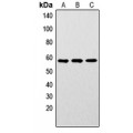 LifeSab™ LYN (pY192) Rabbit pAb (50 µl)