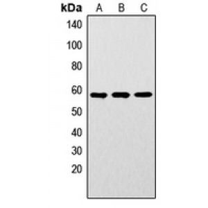 LifeSab™ LYN (pY192) Rabbit pAb (50 µl)