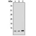 LifeSab™ MED11 Rabbit pAb (50 µl)