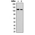 LifeSab™ p116 Rip Rabbit pAb (50 µl)