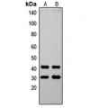 LifeSab™ OVOL1 Rabbit pAb (50 µl)