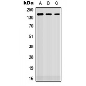 LifeSab™ ROBO2 Rabbit pAb (50 µl)