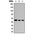 LifeSab™ SMAD3 (pS423) Rabbit pAb (50 µl)