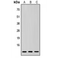 LifeSab™ SUMO3 Rabbit pAb (50 µl)