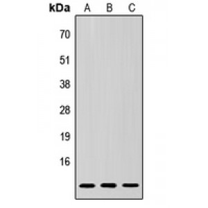 LifeSab™ SUMO3 Rabbit pAb (50 µl)