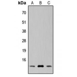 LifeSab™ SUPT4H Rabbit pAb (50 µl)